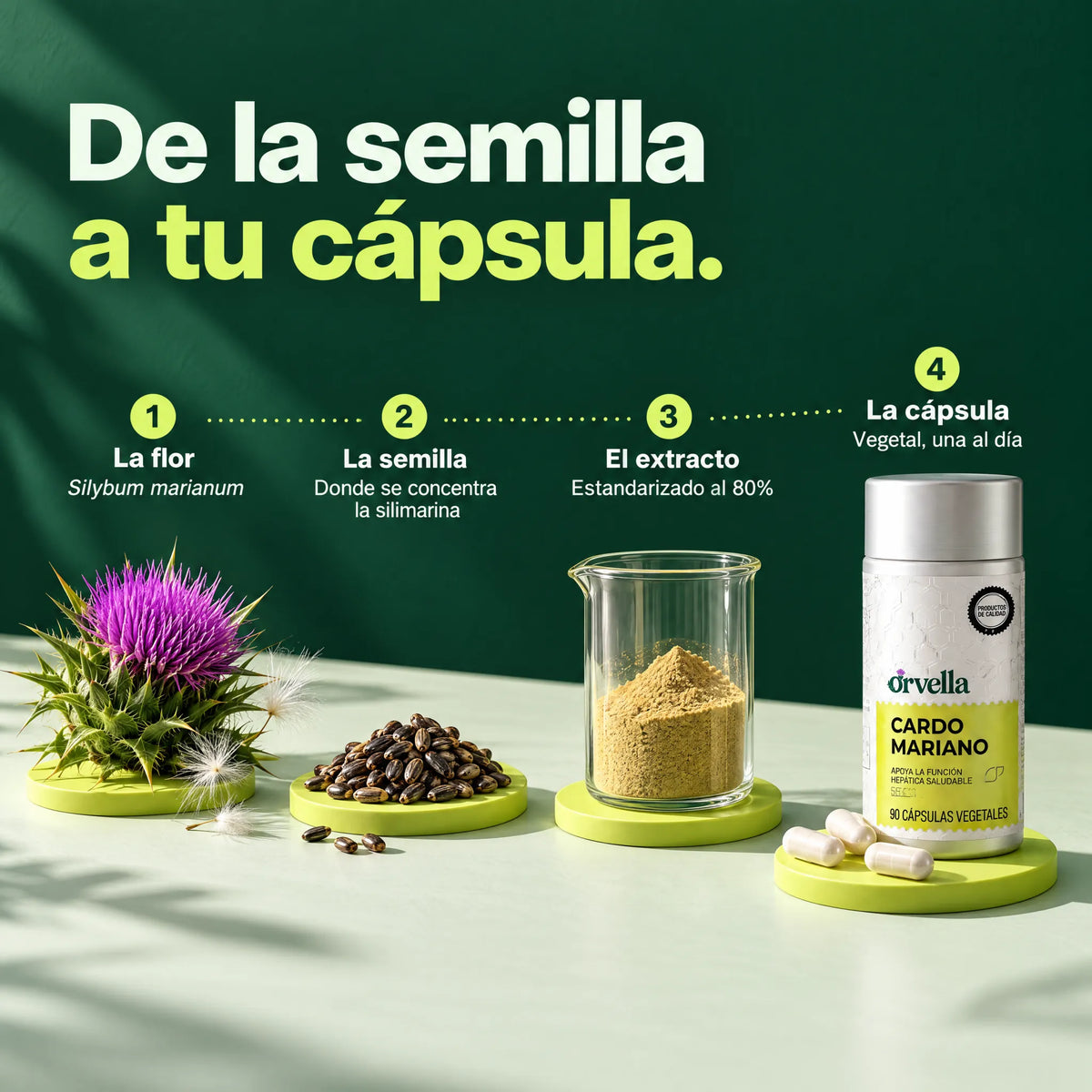 De la semilla a tu cápsula: cómo se hace Orvella Cardo Mariano