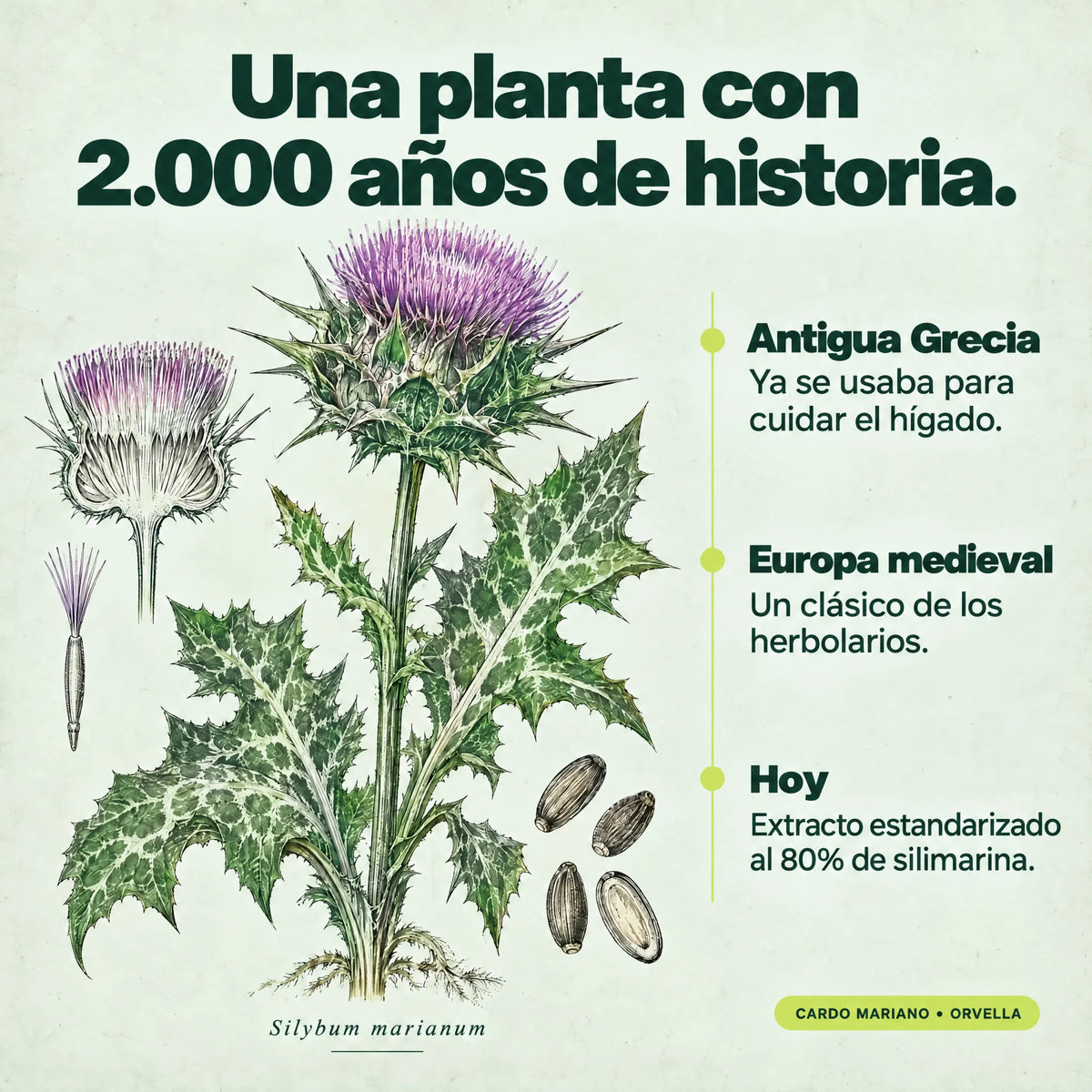 El cardo mariano, una planta con 2.000 años de historia