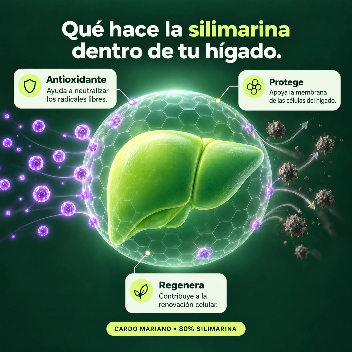 Qué hace la silimarina dentro de tu hígado