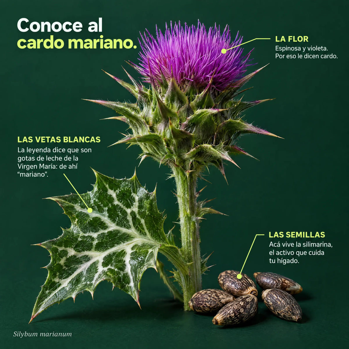 Conoce al cardo mariano (Silybum marianum): flor, hojas y semillas